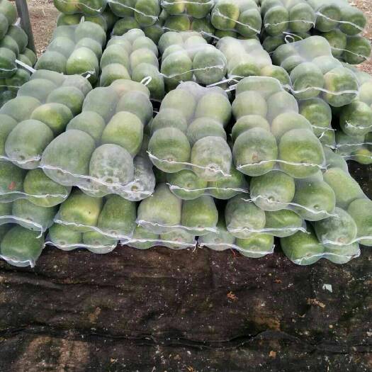 莘县 白皮吊冬瓜，2-4斤果型均匀，量大质优上市中