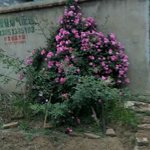 沭阳县 红花蔷薇白花，粉花