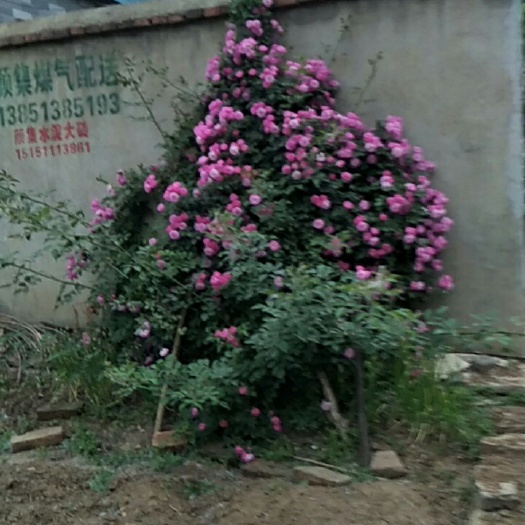  红花蔷薇白花，粉花