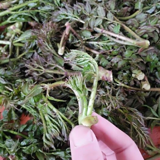 尚志市刺老芽  天然