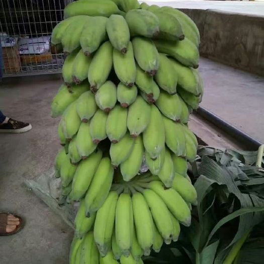 南宁西贡蕉 七成熟