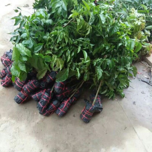 灵山县无核黄皮果苗 