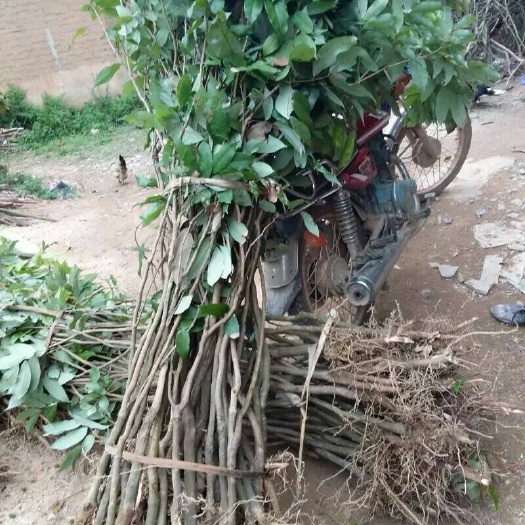 灵山县桂味荔枝苗
