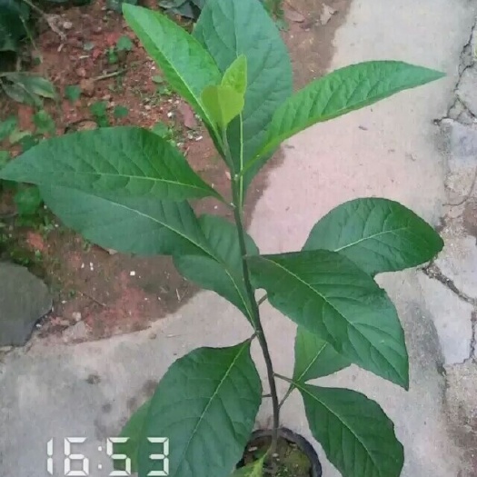灵山县南非叶苗 南非叶