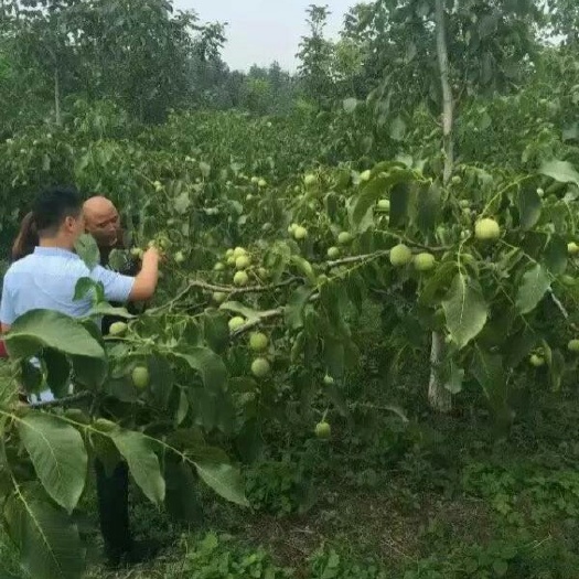 淄博 薄皮核桃苗