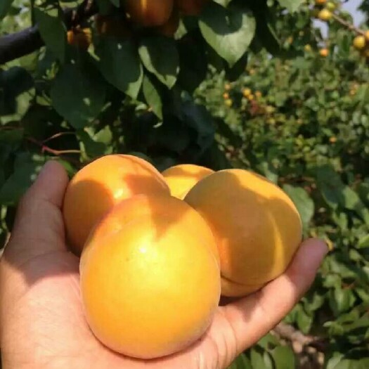 大荔县太阳杏 45mm以上