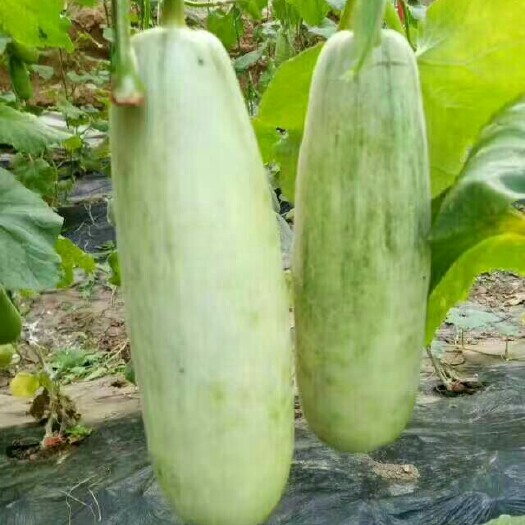 莘县羊角脆甜瓜 0.5斤以上