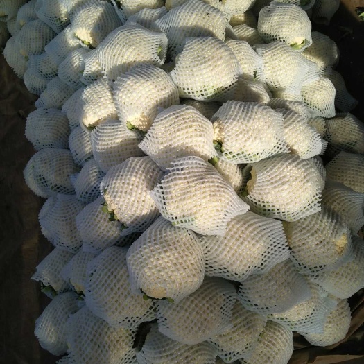 邯郸白花菜花 紧密 河北省邯郸市永年区 1~2斤
