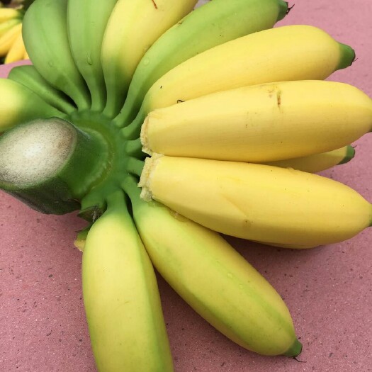 澄迈县皇帝蕉 七成熟 