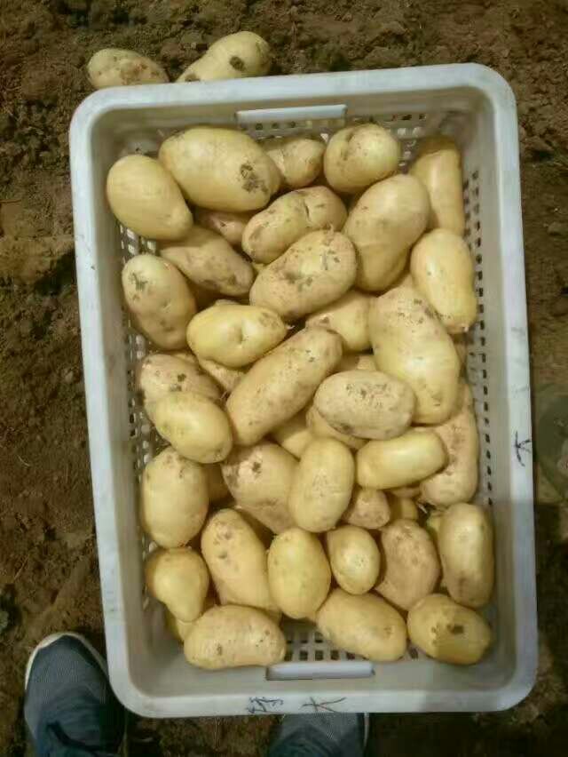 荷兰15号土豆 3两以上 