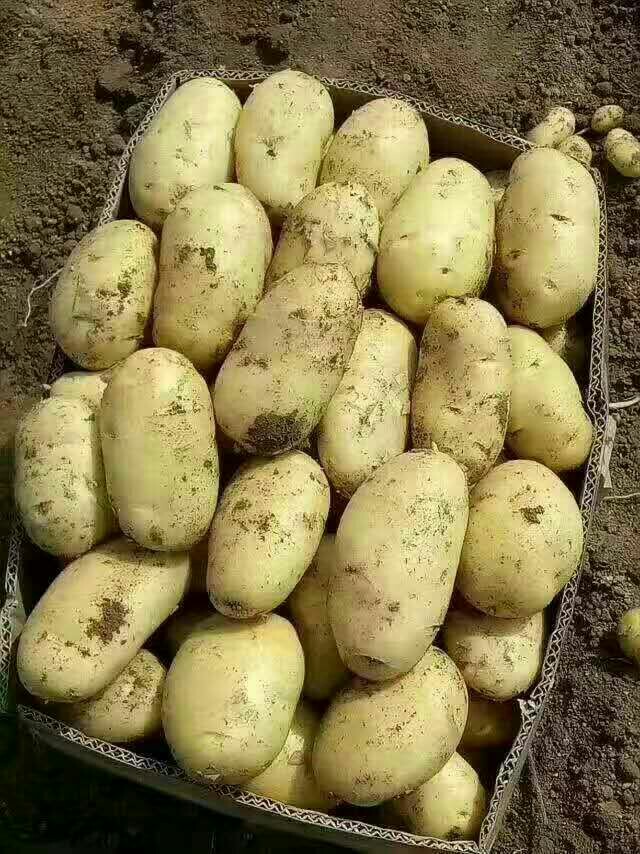 荷兰15号土豆 3两以上 