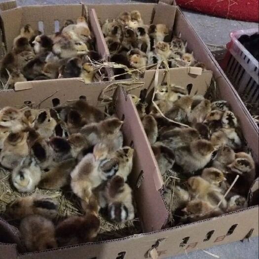 蒙自市土鸡苗 