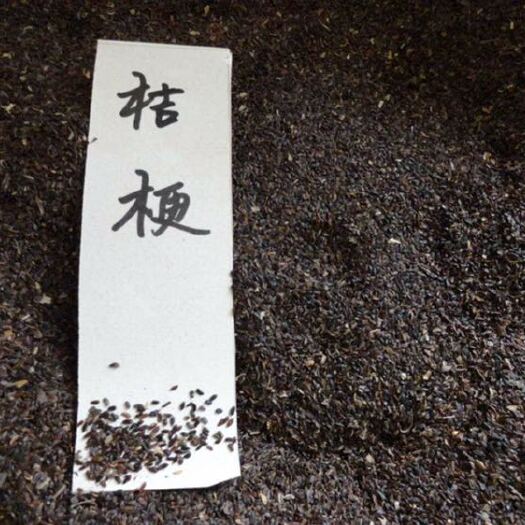 安国市黄芪种子 
