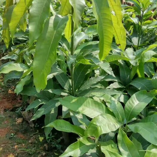 白沙县台农一号芒果苗  台农芒果苗