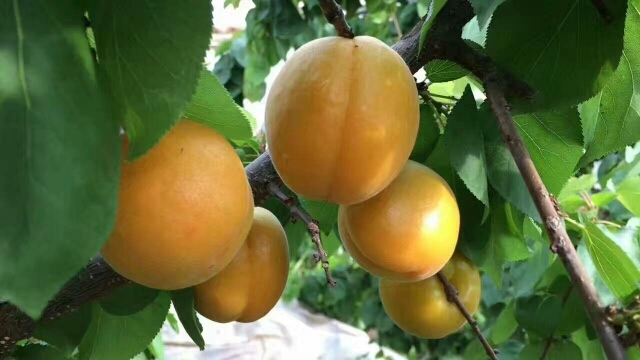 临猗县 金太阳杏