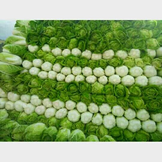 蔚县旱地高山万亩黄心大白菜，蔚县草沟堡，有需要的联系