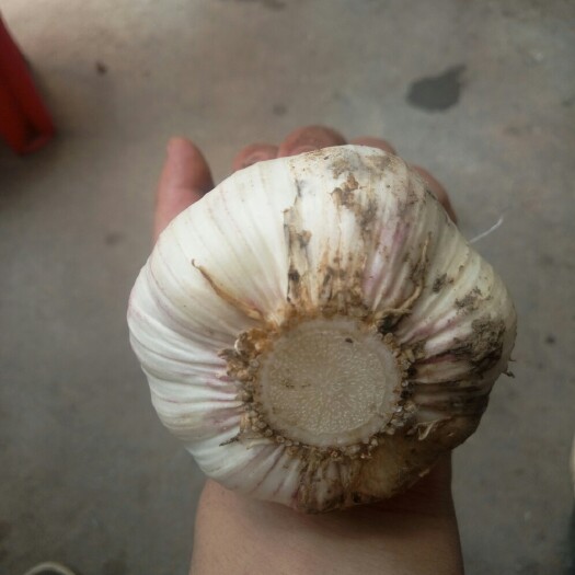 临颍县白皮大蒜 混级统货 多瓣蒜 