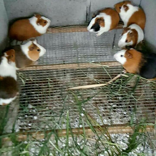 郯城县荷兰猪