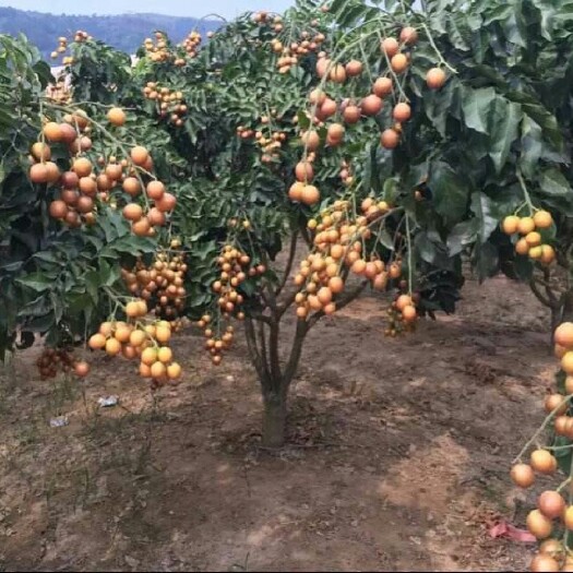灵山县无核黄皮果苗 