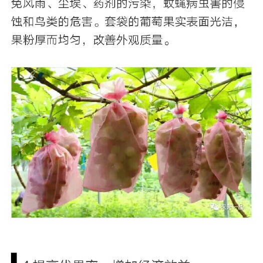 兴国县套袋