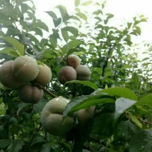 灵山县三华李苗 