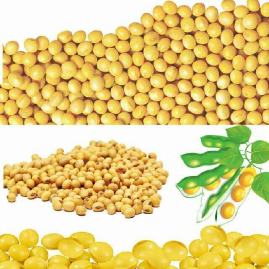 海伦市东北黑龙江大豆 生大豆 2等品