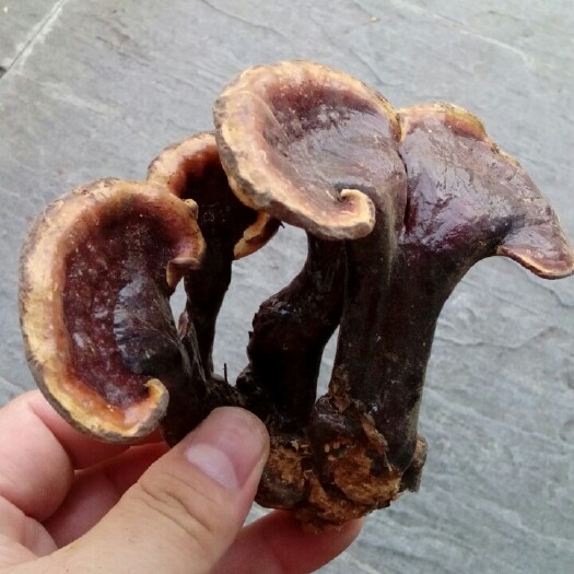 深圳灵芝