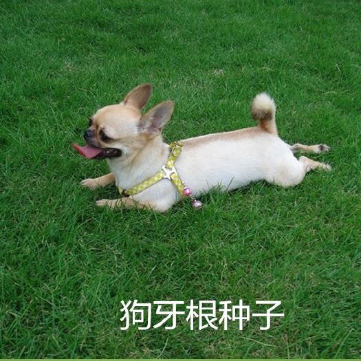 沭阳县狗牙根种子 