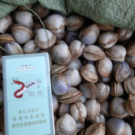 连云港白蛤 人工养殖 50-80只/公斤 