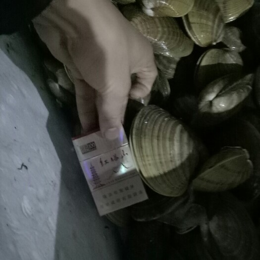 连云港黄金贝