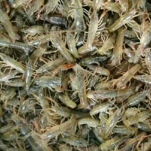 武汉小龙虾苗