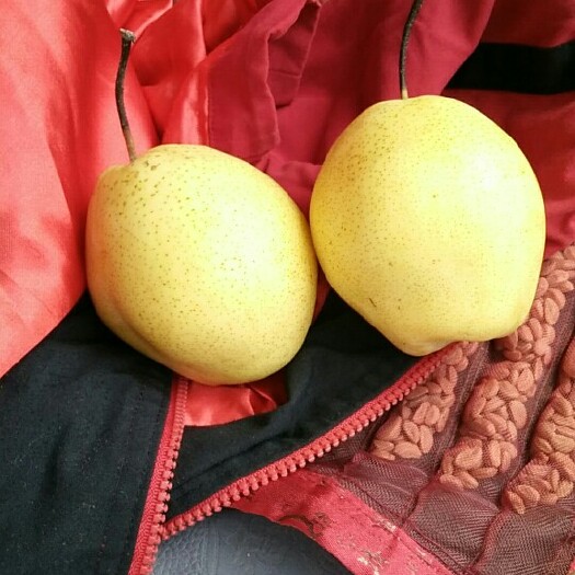 赵县 新雪花梨大量上市