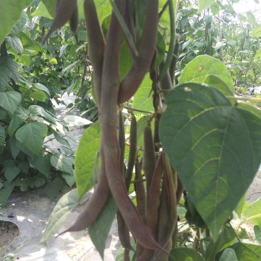 紫花四季豆 12cm以上