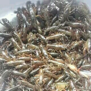成都青壳小龙虾 人工养殖 2-4钱 