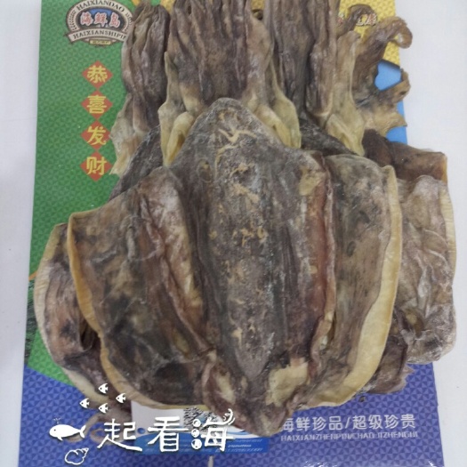 深圳斑乌贼