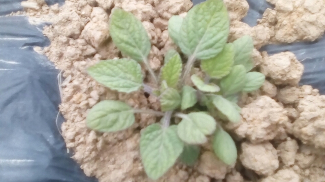 苍溪县丹参 