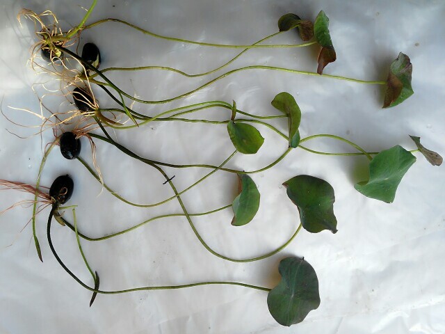 安新县荷花 10~20cm