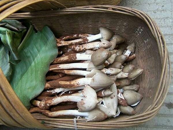 景东县鸡枞菌