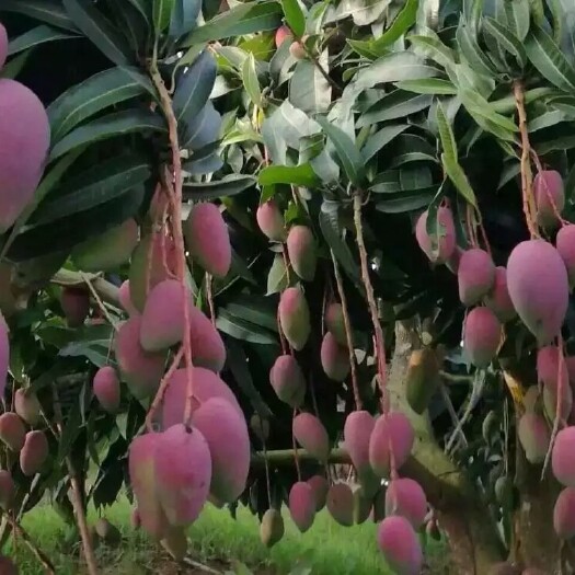 灵山县贵妃芒果苗