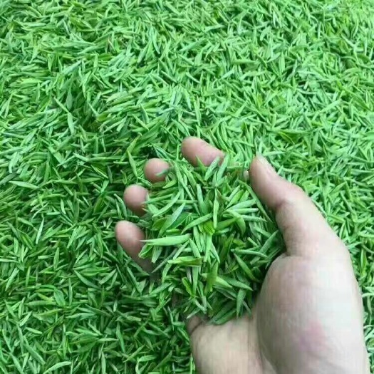 信阳信阳毛尖