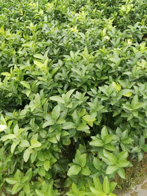灵山县沙糖桔苗 嫁接苗 0.5~1米