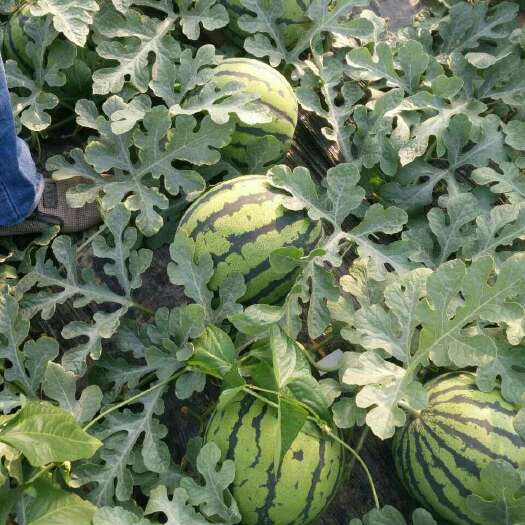 大荔县甜王西瓜 1茬 9成熟 8斤打底