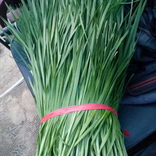柘城县大叶韭菜 二茬 30~35cm