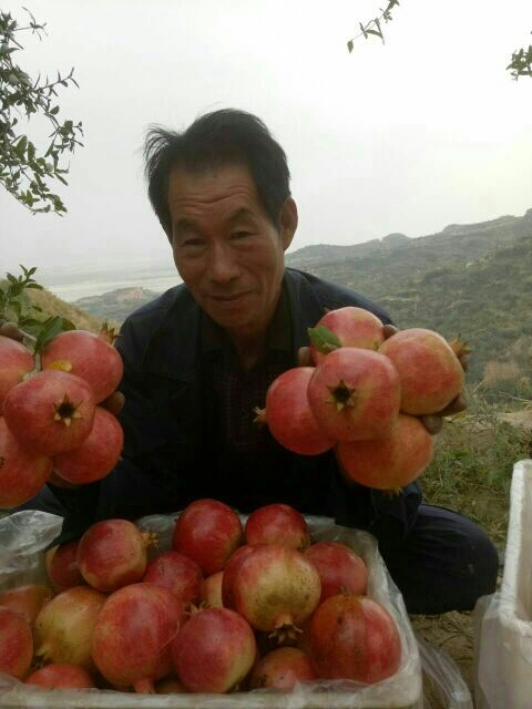 荥阳市河阴石榴 0.3 - 0.5斤