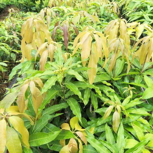 白沙县台农一号芒果苗