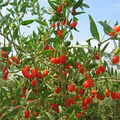沭阳县红枸杞树苗食用枸杞苗  枸杞苗，野生枸杞树苗基地直销
