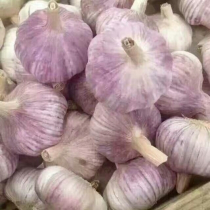 金乡县红皮蒜  金乡太空早熟蒜
