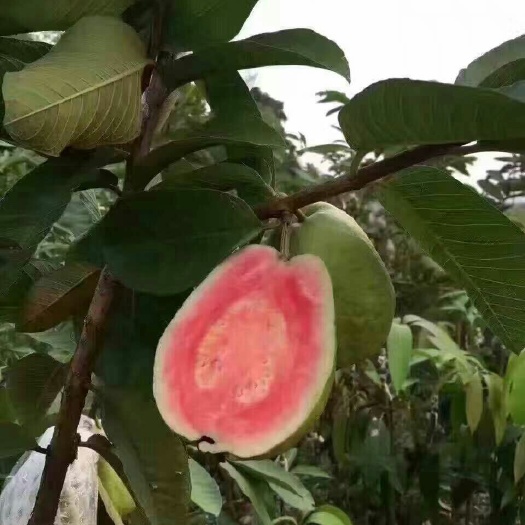容县红心芭乐番石榴苗