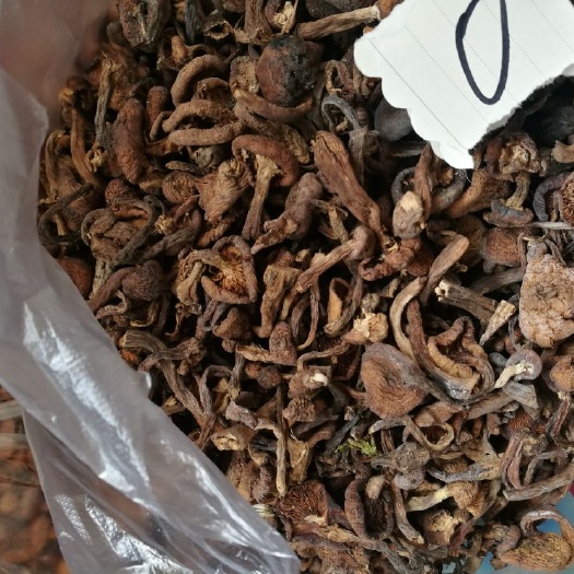 淄博蘑菇 袋装 1年
