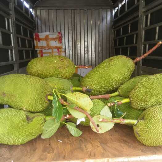 东方市海南 菠萝蜜